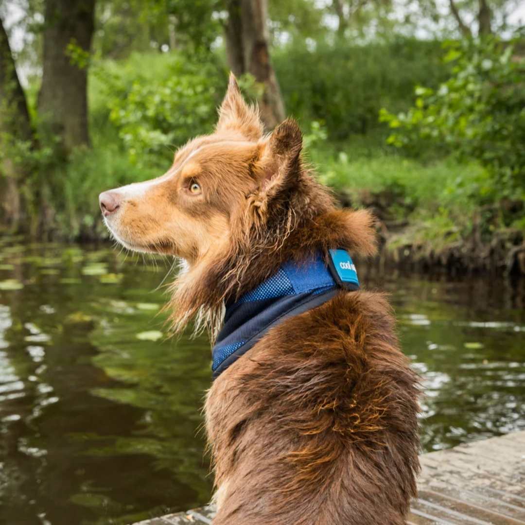 Cool on Track®️ Kühl-Bandana – Bild 11