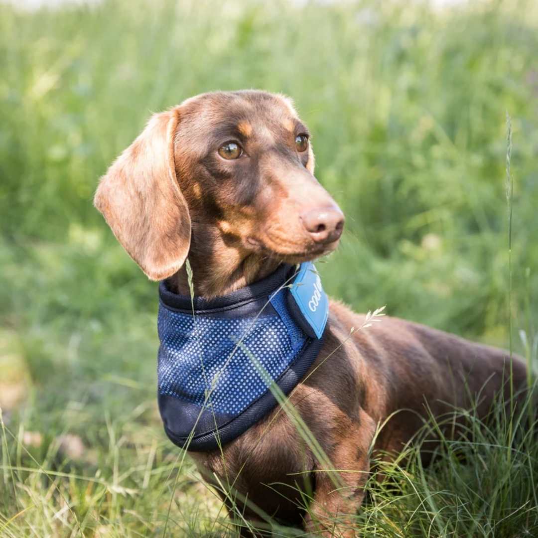 Cool on Track®️ Kühl-Bandana – Bild 2