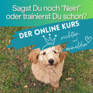 Sagst Du noch Nein? Online-Kurs